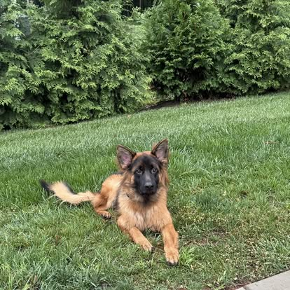 Attentive German Shepherd puppy focused during a professional dog training session